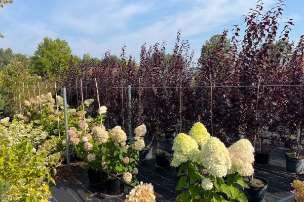 Pflanzen in der Sonne