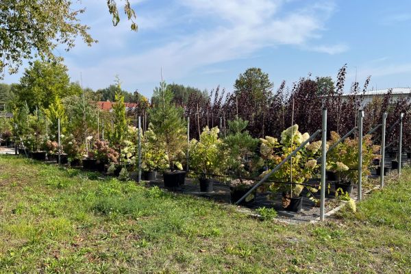 Pflanzen auf dem Feld