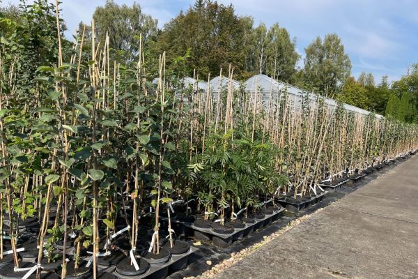 viele verschiedene Bäume