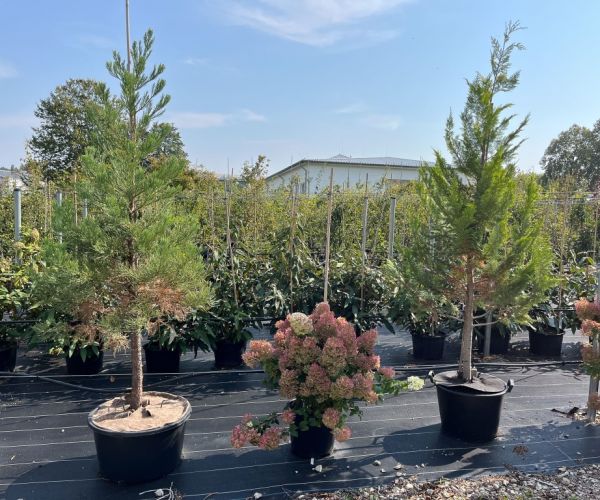 Bäume mit Topf zum Verkauf