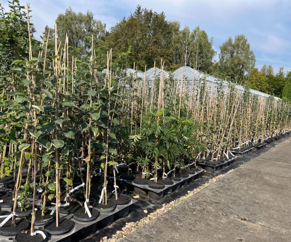 Pflanzen vor dem Weg