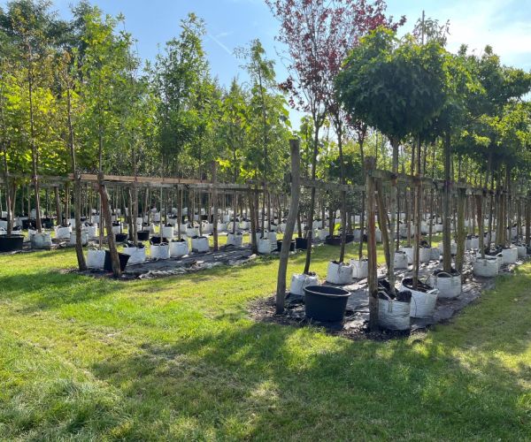 viele verschiedene Bäume