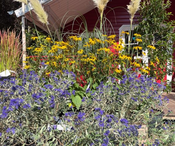 Bunte Blumen