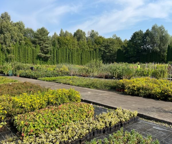 Pflanzen auf dem Feld