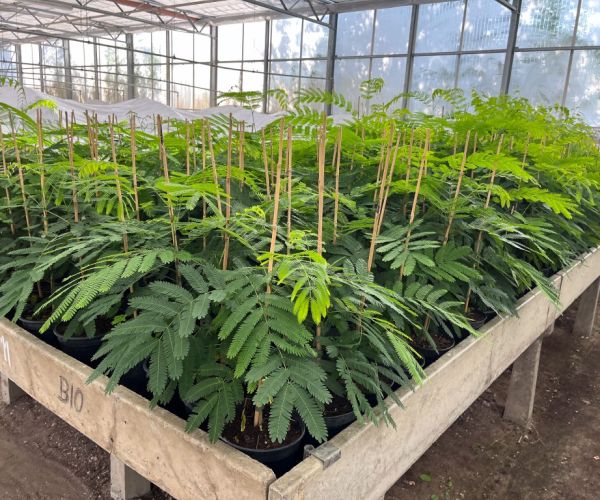 Pflanzen zum Verkauf