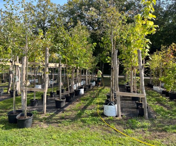 Bäume in einer Reihe